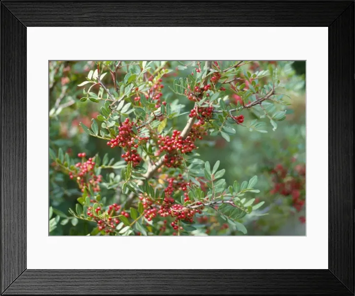 Framed Print : Mastic Tree Framed Print : Mastic Tree