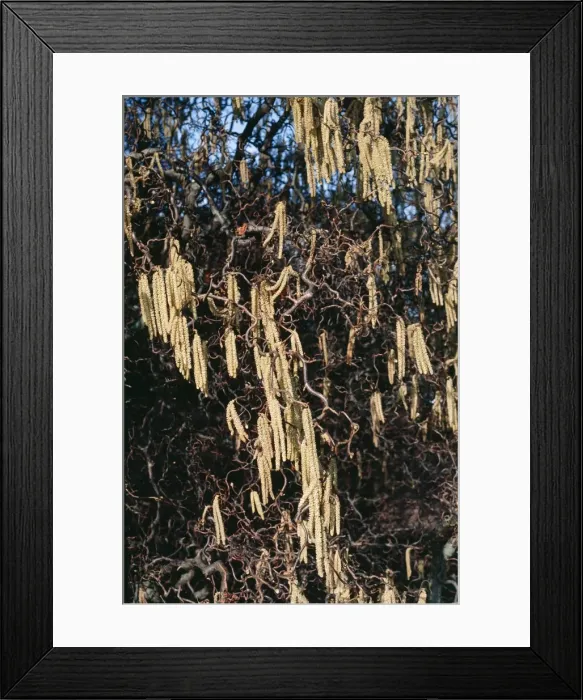 Framed Print : Corkscrew Hazel Framed Print : Corkscrew Hazel