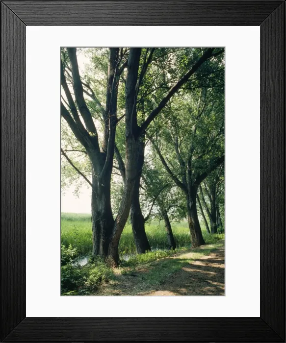 Framed Print : Black Poplars Framed Print : Black Poplars