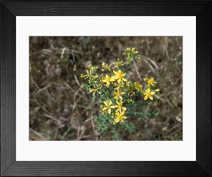 Framed Print : Common St John's Wort Framed Print : Common St John's Wort