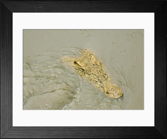 Framed Print : Crocodile - Just appearing from water - Katavi National Park - Tanzania - Africa Framed Print : Crocodile - Just appearing from water - Katavi National Park - Tanzania - Africa