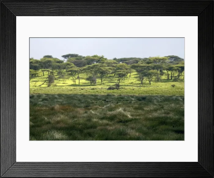 Framed Print : Small marsh at Ndutu - part of Ngorongoro conservation area - Tanzania - Africa Framed Print : Small marsh at Ndutu - part of Ngorongoro conservation area - Tanzania - Africa