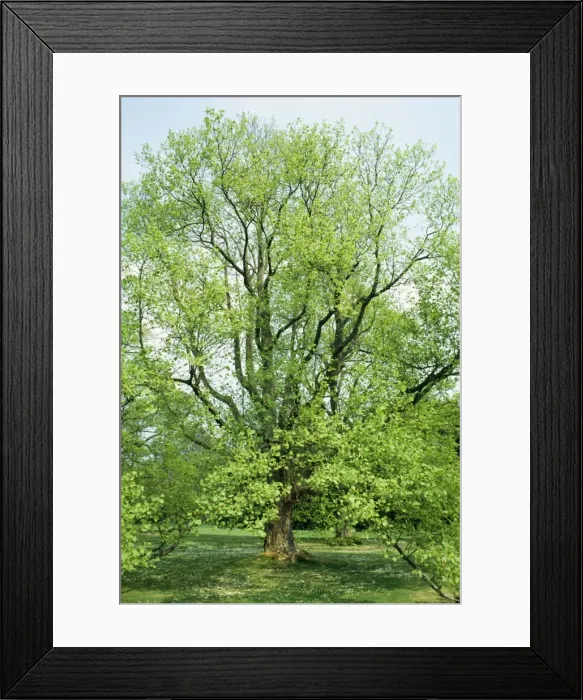 Framed Print : Mulberry Tree SSG 4999 © ARDEA LONDON Framed Print : Mulberry Tree SSG 4999 © ARDEA LONDON