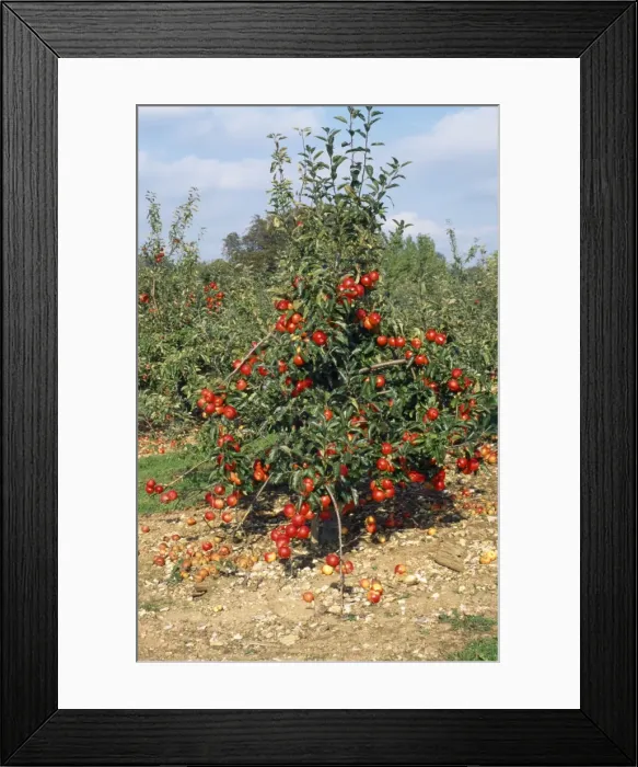 Framed Print : Gala Apple Tree - fully laden Framed Print : Gala Apple Tree - fully laden