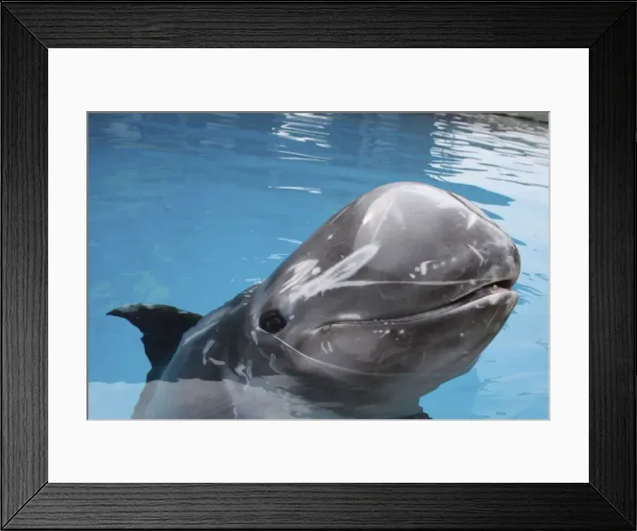 Framed Print : Risso's Dolphin - with nose above surface Framed Print : Risso's Dolphin - with nose above surface