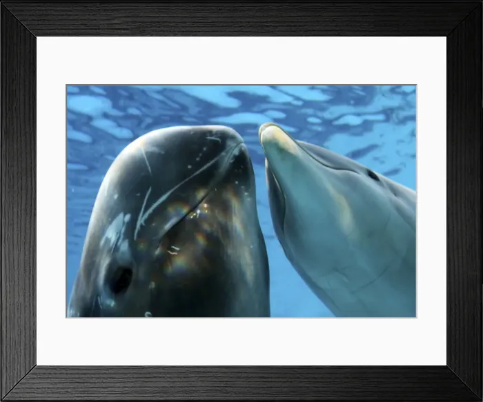 Framed Print : Risso's Dolphin - swimming underwater with a Bottlenose Dolphin (Tursiops truncatus) Framed Print : Risso's Dolphin - swimming underwater with a Bottlenose Dolphin (Tursiops truncatus)
