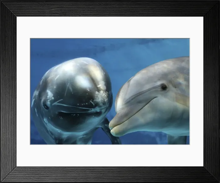 Framed Print : Risso's Dolphin - swimming underwater with a Bottlenose Dolphin (Tursiops truncatus) Framed Print : Risso's Dolphin - swimming underwater with a Bottlenose Dolphin (Tursiops truncatus)