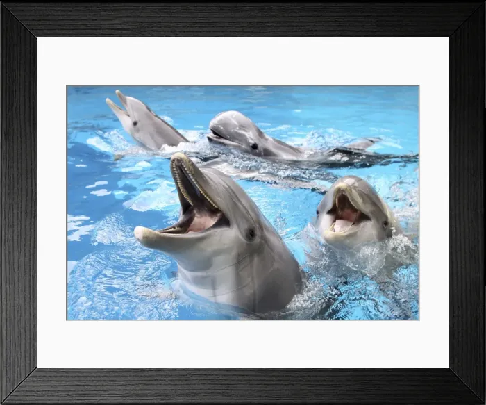 Framed Print : Bottlenose Dolphins - with mouths open above surface - Risso's Dolphin (Grampus griseus) in background Framed Print : Bottlenose Dolphins - with mouths open above surface - Risso's Dolphin (Grampus griseus) in background