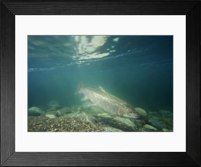 Framed Print : Rainbow Trout / Steelhead - swimming in Pacific Northwest river on migration to spawning bed. Steelhead are rainbow trout that have gone to the ocean for several years. Steelhead are now classified as salmon. Lx328 Framed Print : Rainbow Trout / Steelhead - swimming in Pacific Northwest river on migration to spawning bed. Steelhead are rainbow trout that have gone to the ocean for several years. Steelhead are now classified as salmon. Lx328