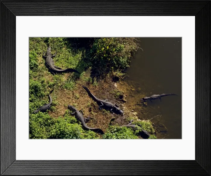 Framed Print : American Alligators - Spring. Southeastern USA. C173 Framed Print : American Alligators - Spring. Southeastern USA. C173