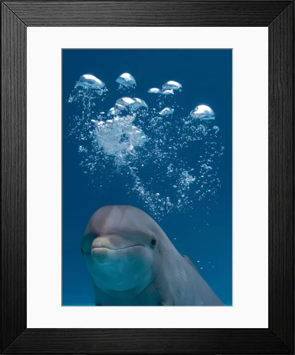 Framed Print : IMG 8088. STA-265. Bottlenose Dolphin - swimming underwater - with water bubble Framed Print : IMG 8088. STA-265. Bottlenose Dolphin - swimming underwater - with water bubble
