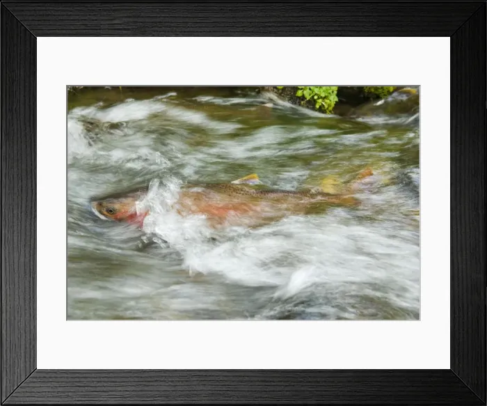Framed Print : Cutthroat Trout - in small spawning stream. June. Reach maturity at 4 to 5 years. Western U. S. BAX7196 Framed Print : Cutthroat Trout - in small spawning stream. June. Reach maturity at 4 to 5 years. Western U. S. BAX7196