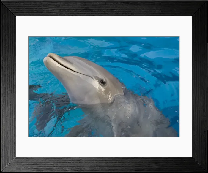 Framed Print : IMG 7493. STA-263. Bottlenose Dolphin - appearing with nose above surface Framed Print : IMG 7493. STA-263. Bottlenose Dolphin - appearing with nose above surface