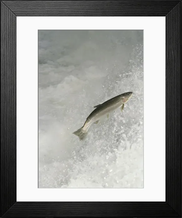 Framed Print : Rainbow Trout / Steelhead - jumping falls on Pacific Northwest river on migration to spawning bed. Steelhead are rainbow trout that have gone to the ocean for several years. Steelhead are now classified as salmon. LX166 Framed Print : Rainbow Trout / Steelhead - jumping falls on Pacific Northwest river on migration to spawning bed. Steelhead are rainbow trout that have gone to the ocean for several years. Steelhead are now classified as salmon. LX166