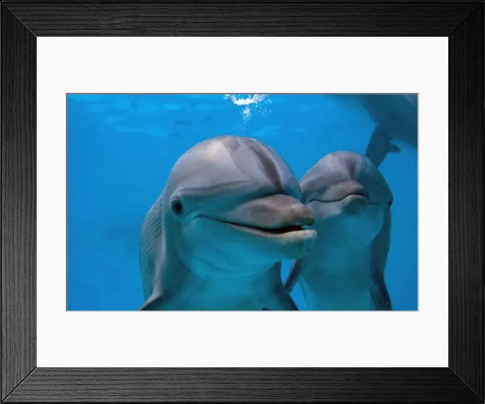 Framed Print : IMG 6577. STA-260. Bottlenose Dolphin - two swimming underwater Framed Print : IMG 6577. STA-260. Bottlenose Dolphin - two swimming underwater