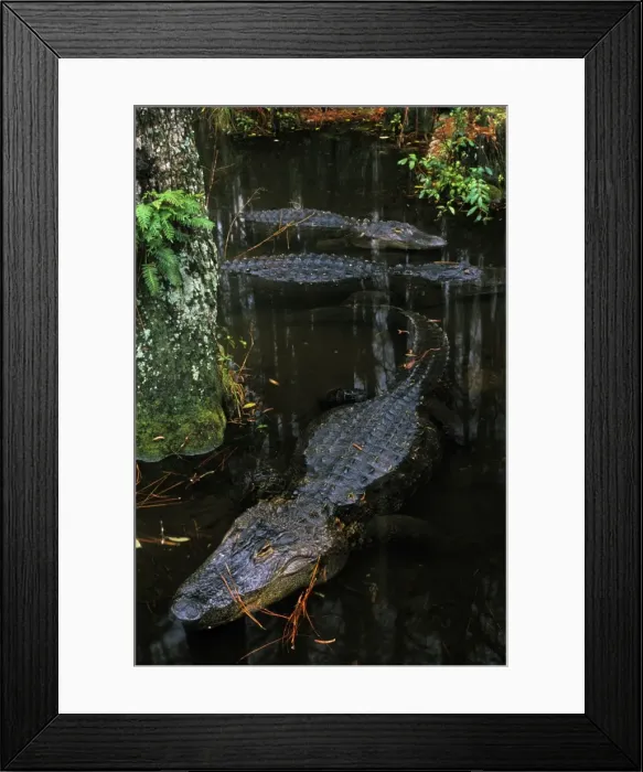 Framed Print : American Alligator C215 Framed Print : American Alligator C215