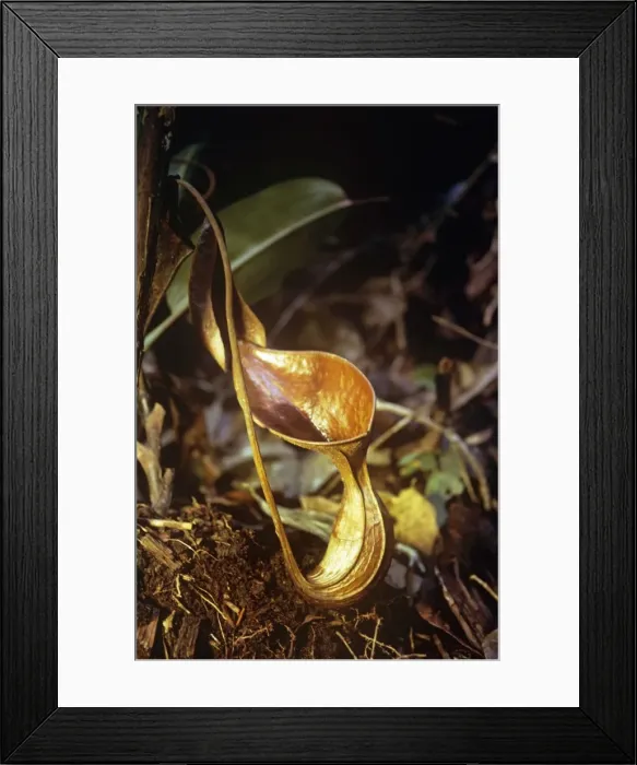 Framed Print : Pitcher Plant Borneo Framed Print : Pitcher Plant Borneo
