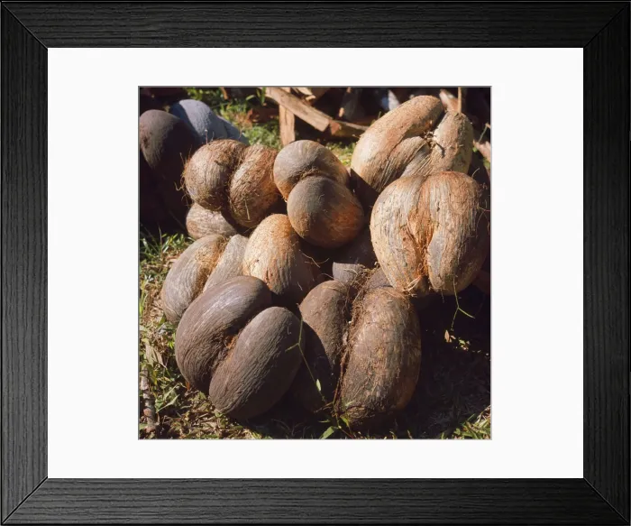 Framed Print : Coco De Mer Seychelles Framed Print : Coco De Mer Seychelles