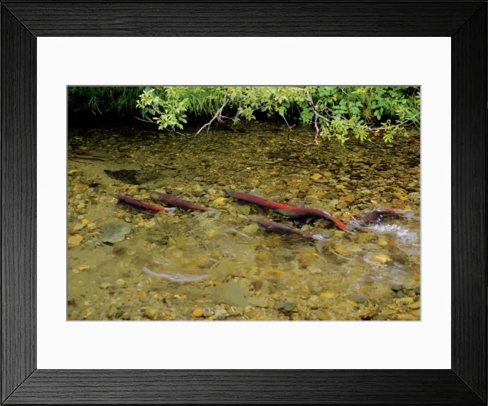 Framed Print : Sockeye Salmon - spawning stream. LX105 Framed Print : Sockeye Salmon - spawning stream. LX105
