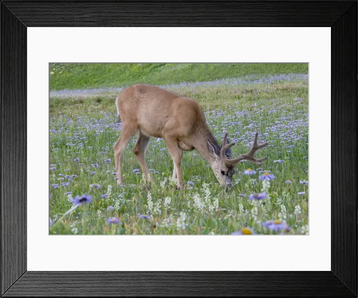 Framed Print : Mule Deer - buck in wildflowers (mostly wild asters) - Glacier National Park - Montana - Summer _D3A7074 Framed Print : Mule Deer - buck in wildflowers (mostly wild asters) - Glacier National Park - Montana - Summer _D3A7074