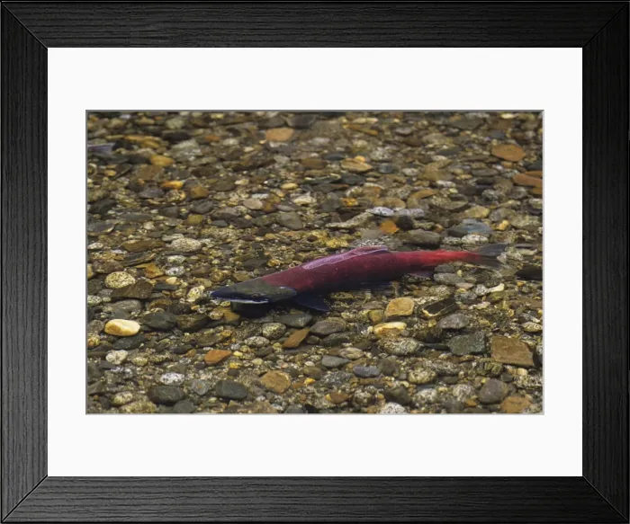 Framed Print : Sockeye Salmon - male, spawning stream. LX153 Framed Print : Sockeye Salmon - male, spawning stream. LX153