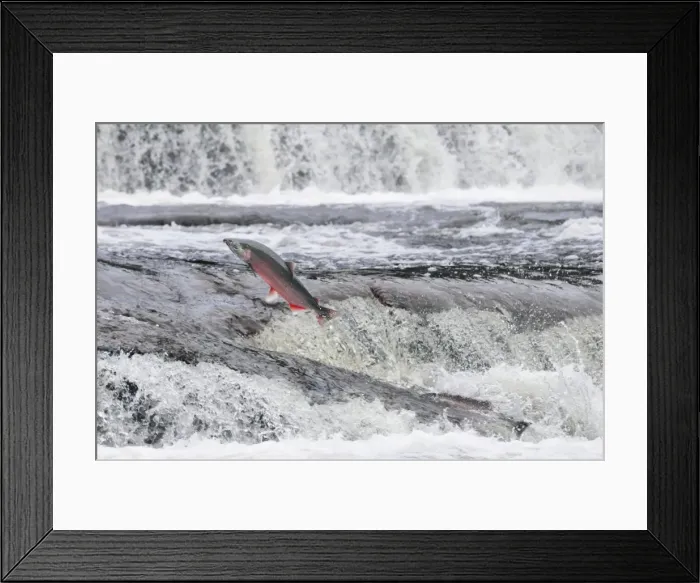 Framed Print : Coho / Silver Salmon - jumping small falls while on autumn spawning migration up freshwater river - Pacific Northwest - Oregon - USA _C3C0483 Framed Print : Coho / Silver Salmon - jumping small falls while on autumn spawning migration up freshwater river - Pacific Northwest - Oregon - USA _C3C0483
