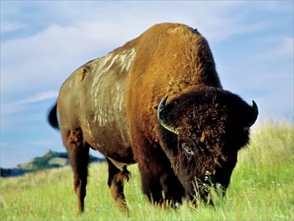 Bison bull grazing on prairie grass, Great Plains, Summer. MB451