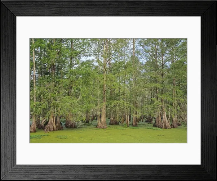 Framed Print : USA - Baldcypress swamp (water covered mostly by duckweed), (Lake Martin), Atchafalaya Basin, Louisiana. S5793 Framed Print : USA - Baldcypress swamp (water covered mostly by duckweed), (Lake Martin), Atchafalaya Basin, Louisiana. S5793