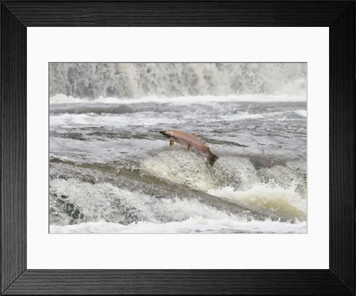 Framed Print : Coho  /  Silver Salmon - jumping small falls while on autumn spawning migration up freshwater river - Pacific Northwest - Oregon - USA _C3C0526