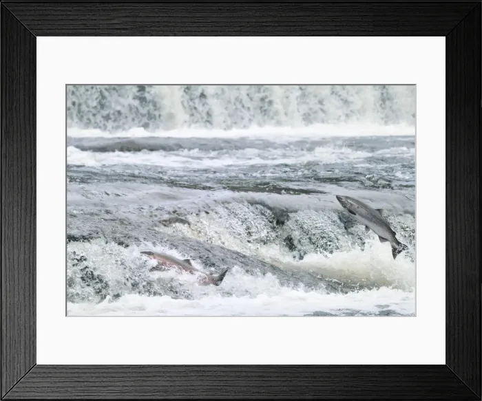 Framed Print : Coho / Silver Salmon - jumping small falls while on autumn spawning migration up freshwater river - Pacific Northwest - Oregon - USA _C3C0511 Framed Print : Coho / Silver Salmon - jumping small falls while on autumn spawning migration up freshwater river - Pacific Northwest - Oregon - USA _C3C0511
