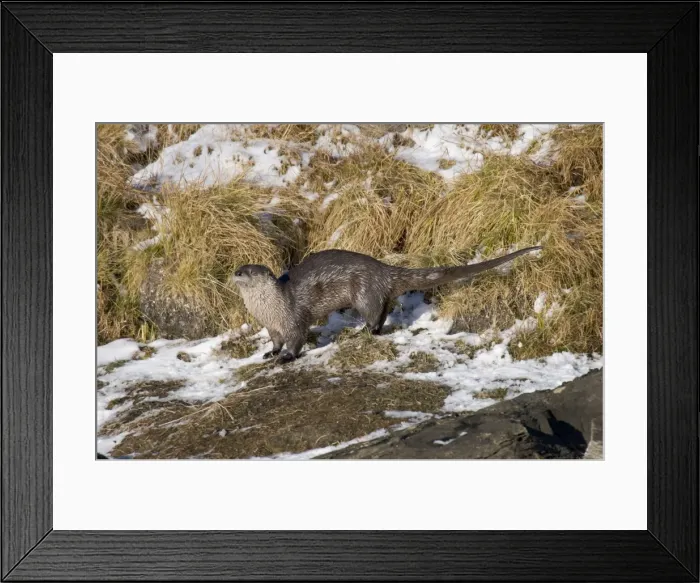 Framed Print : Northern River Otter - scent marking their territory (otter signpost) - Yellowstone River - Wyoming - Montana - America _D3A0077 Framed Print : Northern River Otter - scent marking their territory (otter signpost) - Yellowstone River - Wyoming - Montana - America _D3A0077