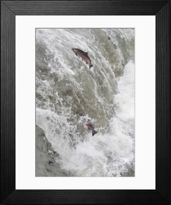 Framed Print : Coho / Silver Salmon - attempting to jump falls while on fall spawning migration up freshwater river. Pacific Northwest - USA _C2A0974 Framed Print : Coho / Silver Salmon - attempting to jump falls while on fall spawning migration up freshwater river. Pacific Northwest - USA _C2A0974
