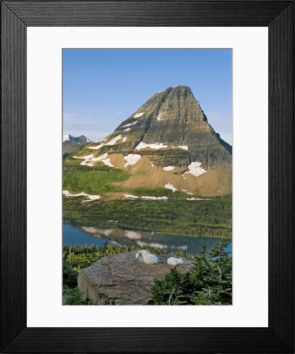 Framed Print : Mountain Goat - nanny and kid lying down overlooking Hidden Lake and Bearhat Mountain in Glacier National Park - Montana - USA - Summer _D3A7224