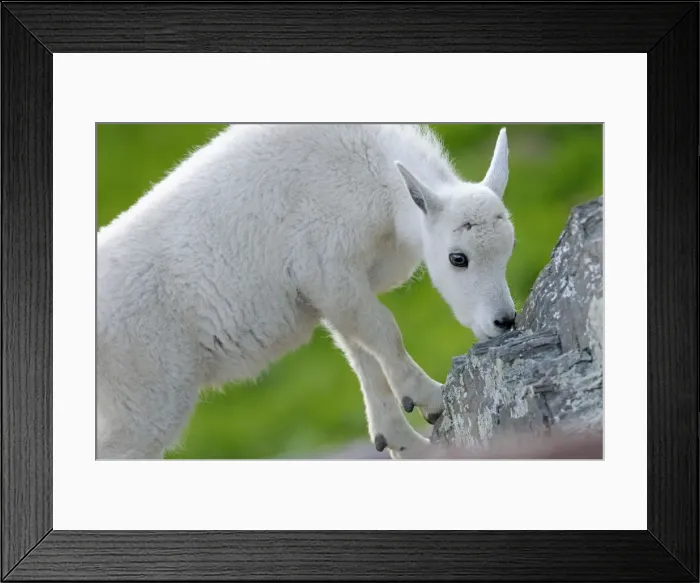 Framed Print : Mountain Goat - young kid - Glacier National Park - Montana - USA _D3A8348 Framed Print : Mountain Goat - young kid - Glacier National Park - Montana - USA _D3A8348