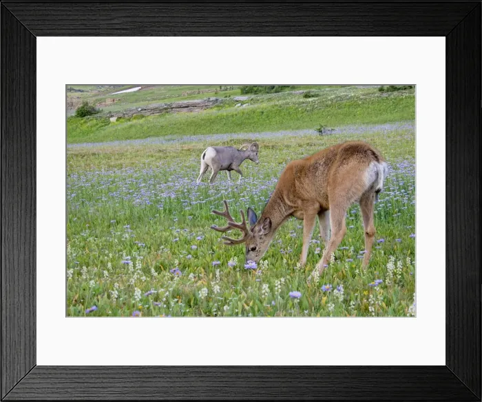 Framed Print : Mule Deer - buck in wildflowers (mostly wild asters) - with Rocky Mountain Bighorn Sheep (Ovis canadensis) ram - Glacier National Park - Montana - Summer _D3A7100