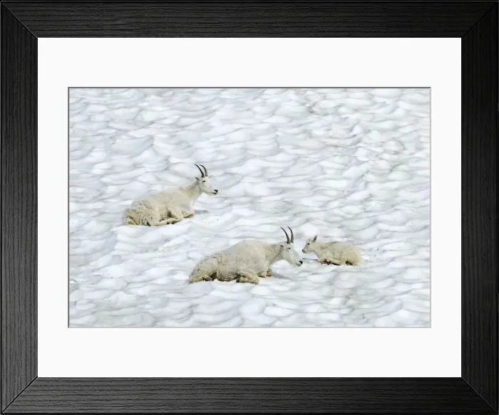 Framed Print : Mountain Goat - lying down in snow - Glacier National Park - Montana - USA _D3A7532 Framed Print : Mountain Goat - lying down in snow - Glacier National Park - Montana - USA _D3A7532