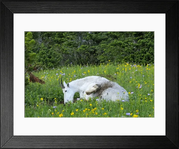Framed Print : Mountain Goat - using dirt wallow - Glacier National Park - Montana - Summer - Wallowing and throwing dirt on its fur may help control insects as well as help remove loose itchy fur _D3A8170 Framed Print : Mountain Goat - using dirt wallow - Glacier National Park - Montana - Summer - Wallowing and throwing dirt on its fur may help control insects as well as help remove loose itchy fur _D3A8170