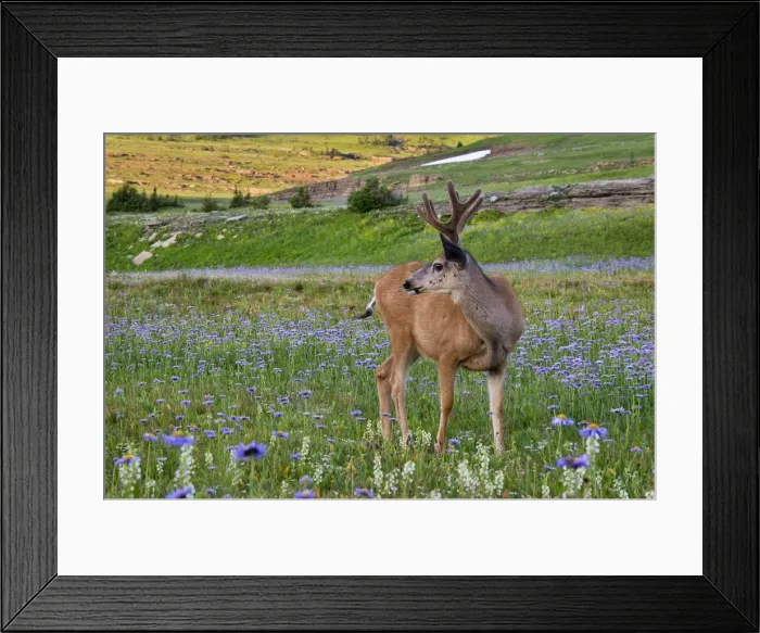 Framed Print : Mule Deer - buck in wildflowers (mostly wild asters) - Glacier National Park - Montana - Summer _D3A7082 Framed Print : Mule Deer - buck in wildflowers (mostly wild asters) - Glacier National Park - Montana - Summer _D3A7082