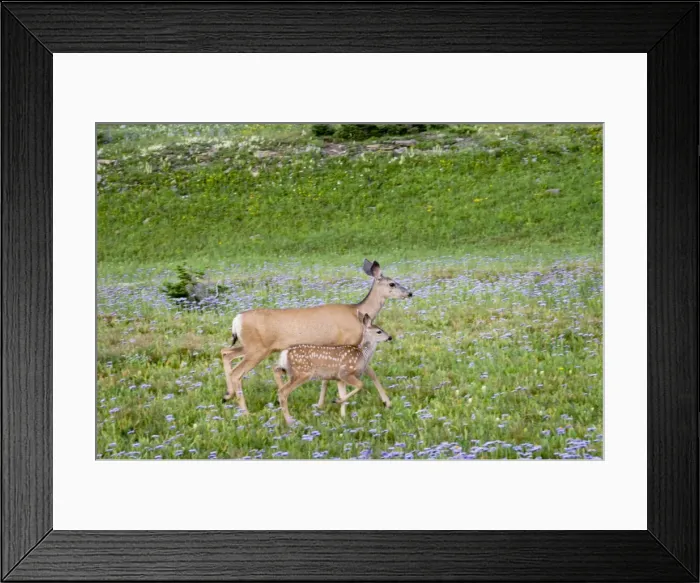 Framed Print : Mule Deer - doe and fawn in wildflowers (mostly wild asters) - Glacier National Park - Montana - Summer _D3A7202 Framed Print : Mule Deer - doe and fawn in wildflowers (mostly wild asters) - Glacier National Park - Montana - Summer _D3A7202