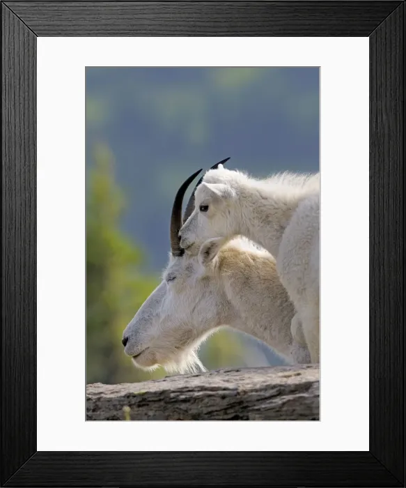 Framed Print : Mountain Goat - nanny with young kid - Glacier National Park - Montana - USA _D3A8094 Framed Print : Mountain Goat - nanny with young kid - Glacier National Park - Montana - USA _D3A8094