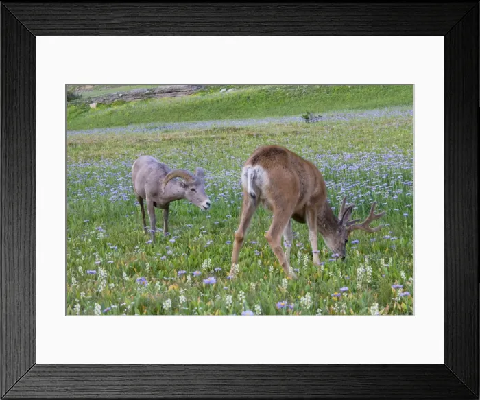Framed Print : Mule Deer - buck in wildflowers (mostly wild asters) - with Rocky Mountain Bighorn Sheep (Ovis canadensis) ram - Glacier National Park - Montana - Summer _D3A7097 Framed Print : Mule Deer - buck in wildflowers (mostly wild asters) - with Rocky Mountain Bighorn Sheep (Ovis canadensis) ram - Glacier National Park - Montana - Summer _D3A7097