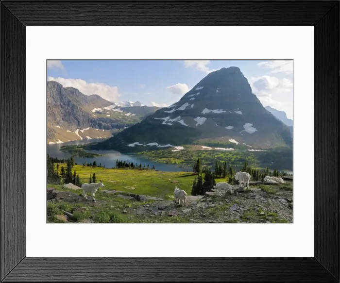 Framed Print : Mountain Goats - near Hidden Lake and Bearhat Mountain in Glacier National Park - Montana - USA - Summer _D3A8097 Framed Print : Mountain Goats - near Hidden Lake and Bearhat Mountain in Glacier National Park - Montana - USA - Summer _D3A8097