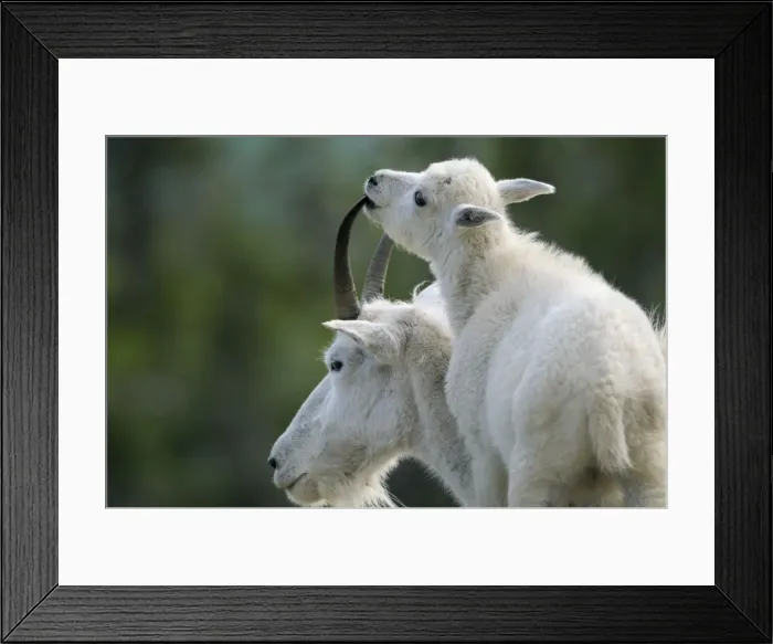 Framed Print : Mountain Goat - nanny with young kid - Glacier National Park - Montana - Summer _D3A8045 Framed Print : Mountain Goat - nanny with young kid - Glacier National Park - Montana - Summer _D3A8045