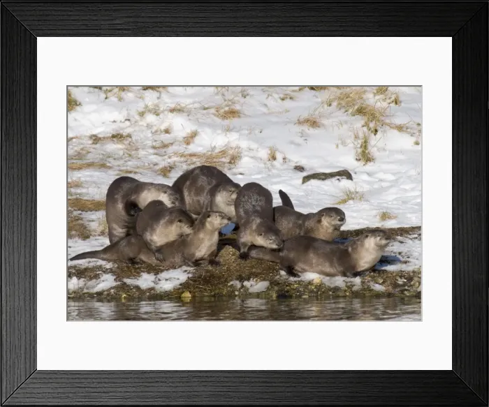 Framed Print : Northern River Otter - seven otters playing together on the snowy bank of a river - Winter - Wyoming - Montana - USA _D3A9809 Framed Print : Northern River Otter - seven otters playing together on the snowy bank of a river - Winter - Wyoming - Montana - USA _D3A9809