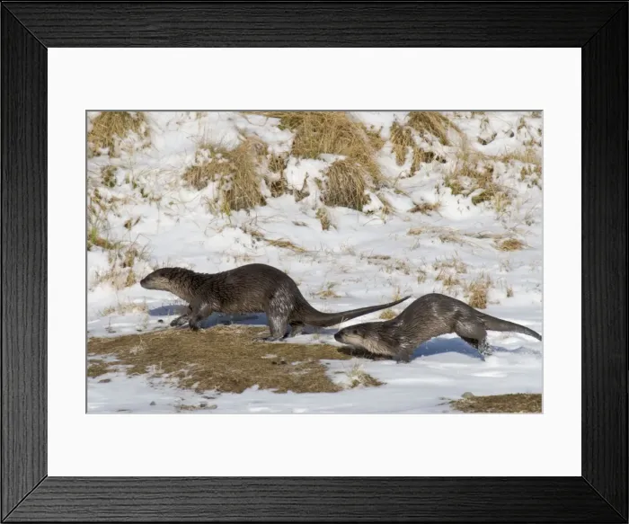 Framed Print : Northern River Otter - running along on snow - Winter - Wyoming - Montana - USA _D3A9351 Framed Print : Northern River Otter - running along on snow - Winter - Wyoming - Montana - USA _D3A9351