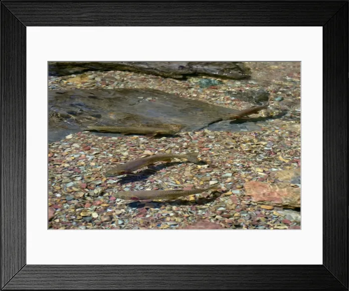 Framed Print : Cutthroat Trout - in spawning stream - Glacier National Park - Montana - USA - July _D3A8795 Framed Print : Cutthroat Trout - in spawning stream - Glacier National Park - Montana - USA - July _D3A8795