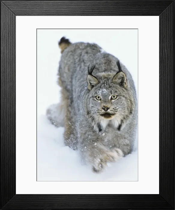 Framed Print : Canadian Lynx - walking through deep powder snow in late evening - Rocky Mountains - Idaho MR1352 Framed Print : Canadian Lynx - walking through deep powder snow in late evening - Rocky Mountains - Idaho MR1352