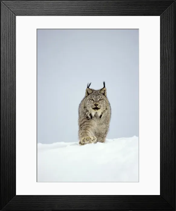 Framed Print : Canadian Lynx - walking through deep powder snow in late evening - Rocky Mountains - Idaho MR1348 Framed Print : Canadian Lynx - walking through deep powder snow in late evening - Rocky Mountains - Idaho MR1348