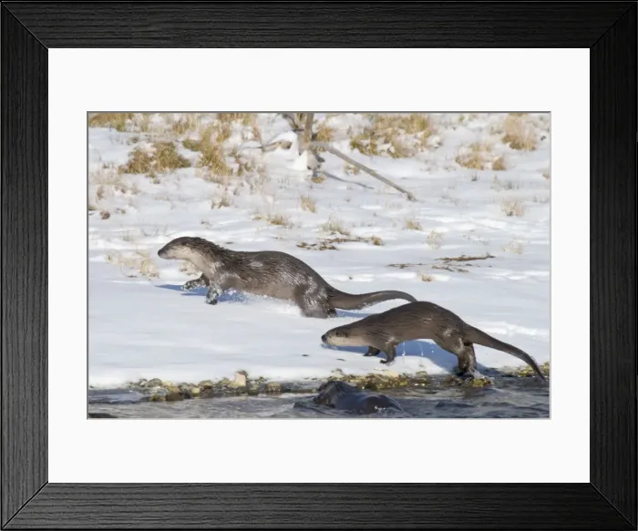 Framed Print : Northern River Otter - running along edge of river on snow - Winter - Wyoming - Montana - USA _D3A9344 Framed Print : Northern River Otter - running along edge of river on snow - Winter - Wyoming - Montana - USA _D3A9344