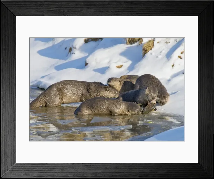 Framed Print : Northern River Otter - family - otter eating cutthroat trout - Winter - Wyoming - Montana - USA _D3A9904 Framed Print : Northern River Otter - family - otter eating cutthroat trout - Winter - Wyoming - Montana - USA _D3A9904